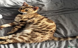 Bengal cats for sale: Stunning Snow Sepia Pedigree Bengal Kitten Male in Bradford - Image 9