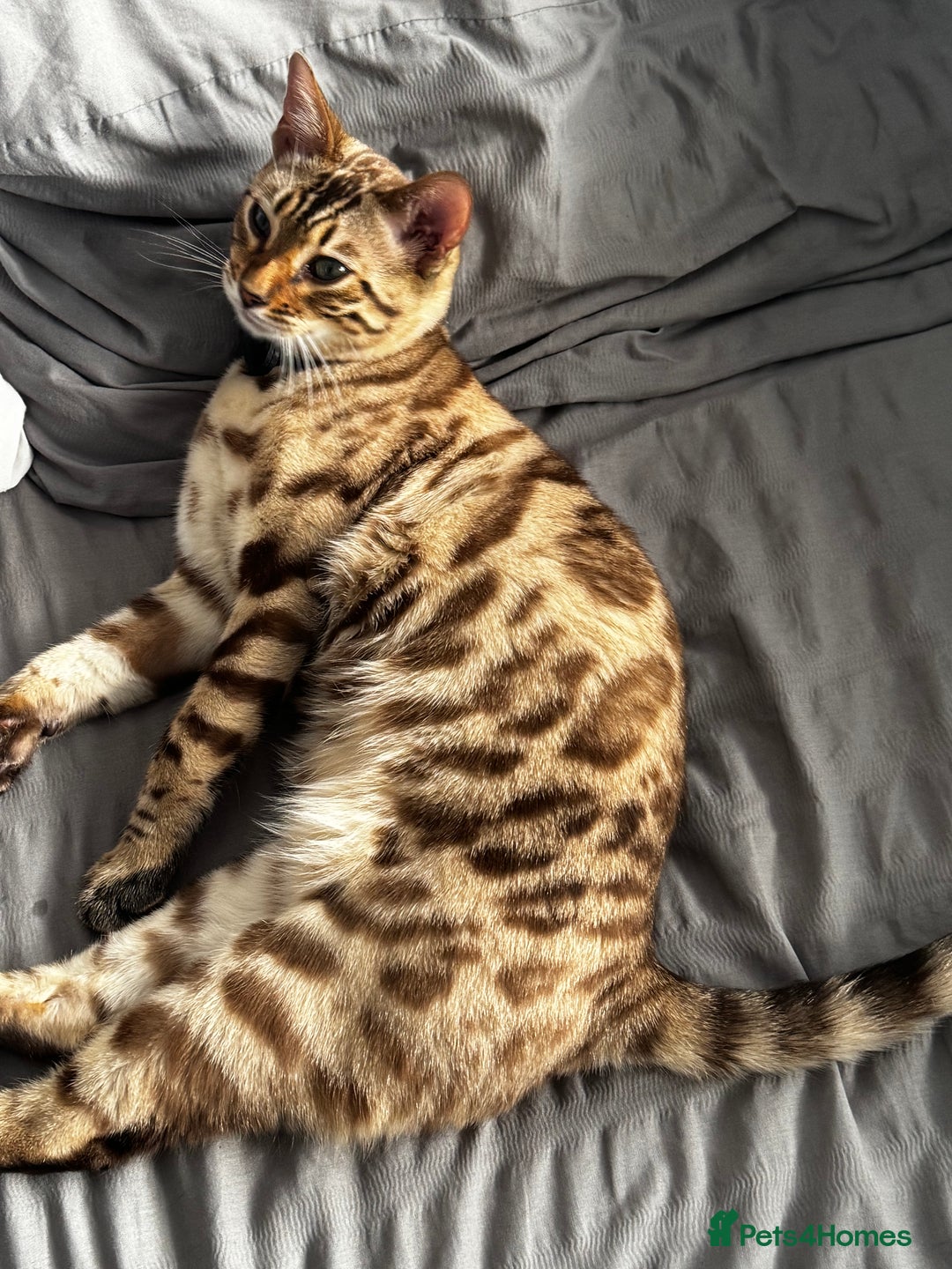 Bengal cats for sale: Stunning Snow Sepia Pedigree Bengal Kitten Male in Bradford - Image 9