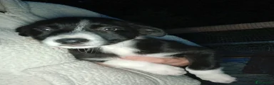 Border Collie 4
