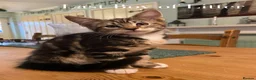 British Shorthair cats for sale: British Short hair Boy kitten  - Advert 2