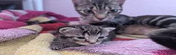 Mixed Breed cats for sale: One male black and white kitten left - Advert 1