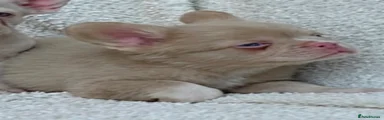 French Bulldog 1