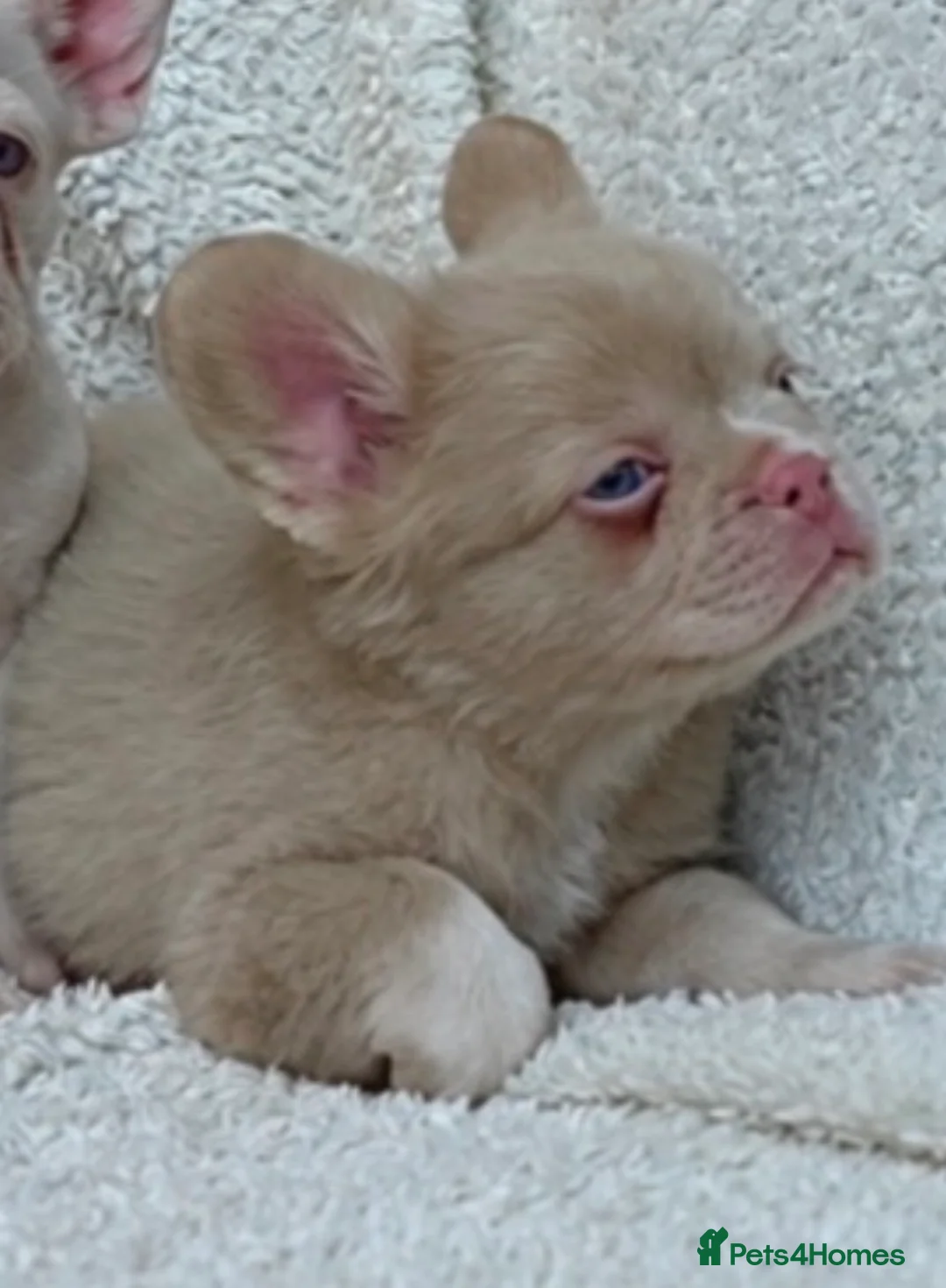 French Bulldog dogs for sale: Exceptional KC Registered French Bulldog Puppies - Advert 9
