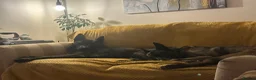 Belgian Shepherd Dog dogs for sale: Belgium Shepard x Dutch Shepard  in Aberdare - Advert 5