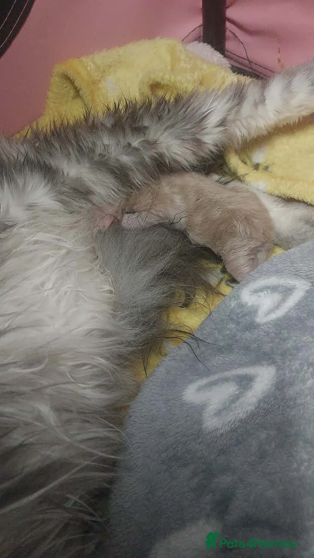 Maine Coon cats for sale: Pedigree Maine coon kittens for sale  - Advert 1