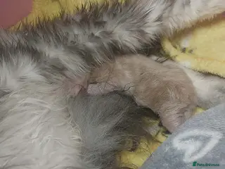 Maine Coon cats Pedigree Maine coon kittens for sale - Advert 17