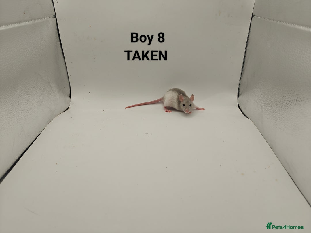 Rat rodents for sale: DEC: 24 Rats (5 Rats: 3 Boys & 2 Girls Left) - Advert 8