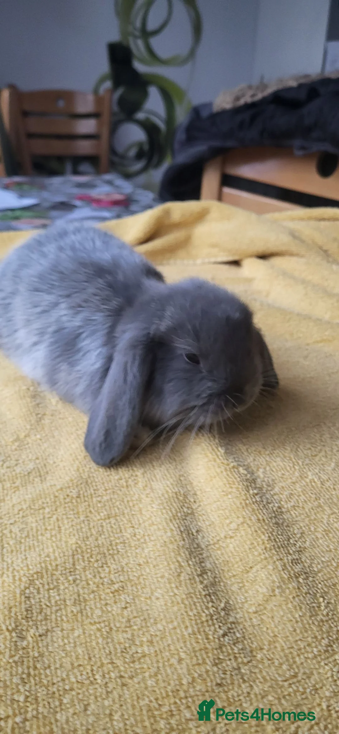 Mini Lop rabbits for sale: Beautiful Mini lop looking good a home - Advert 6