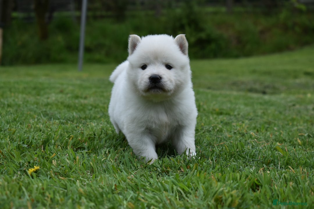 Siberian Husky dogs for sale: Beautiful Chowski puppies  - Image 22