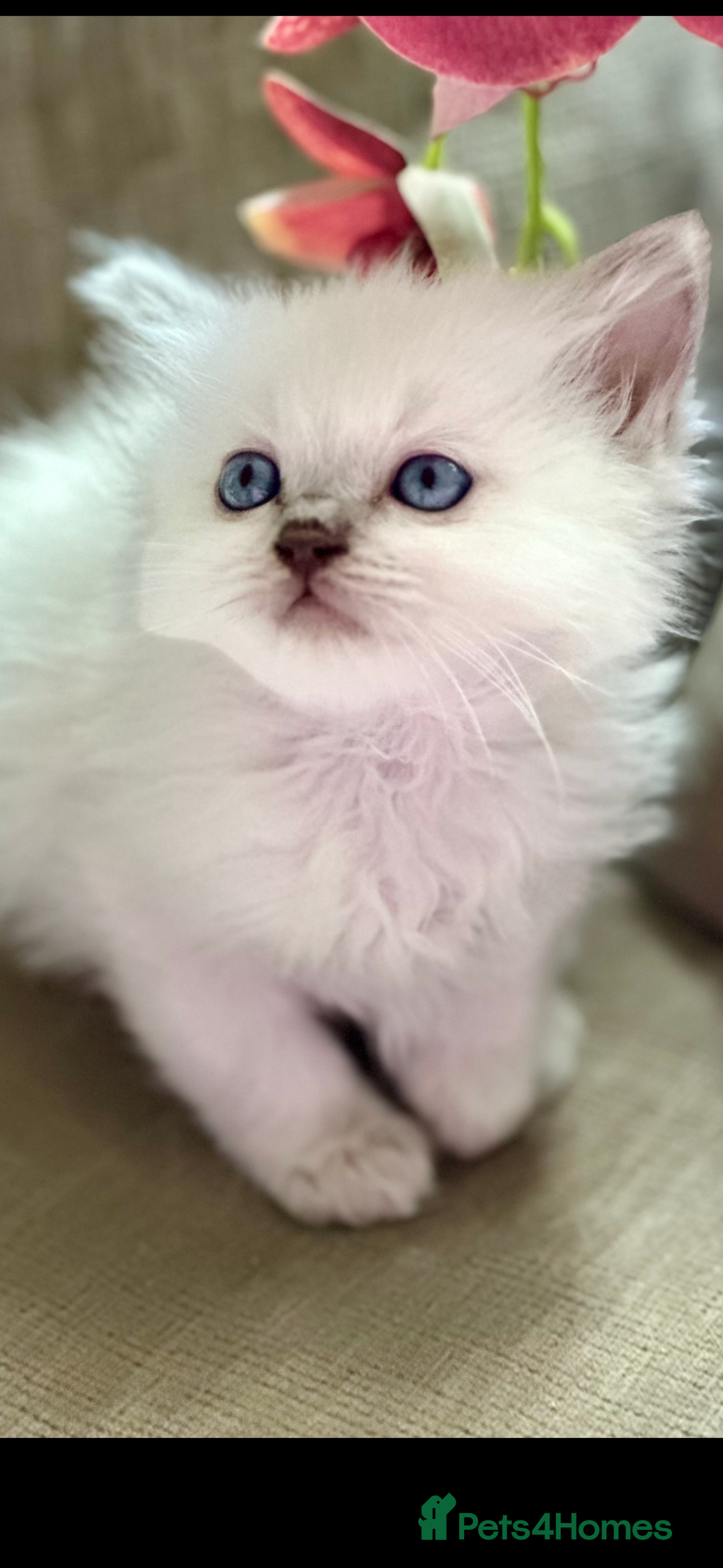 Ragdoll cats 💙 Stunning blue point boy 💙 - Advert 18