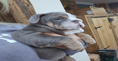 English Bulldog dogs - Advert 9