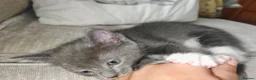 Ragdoll cats for sale: Male kitten Ragdoll  Mix - Advert 8