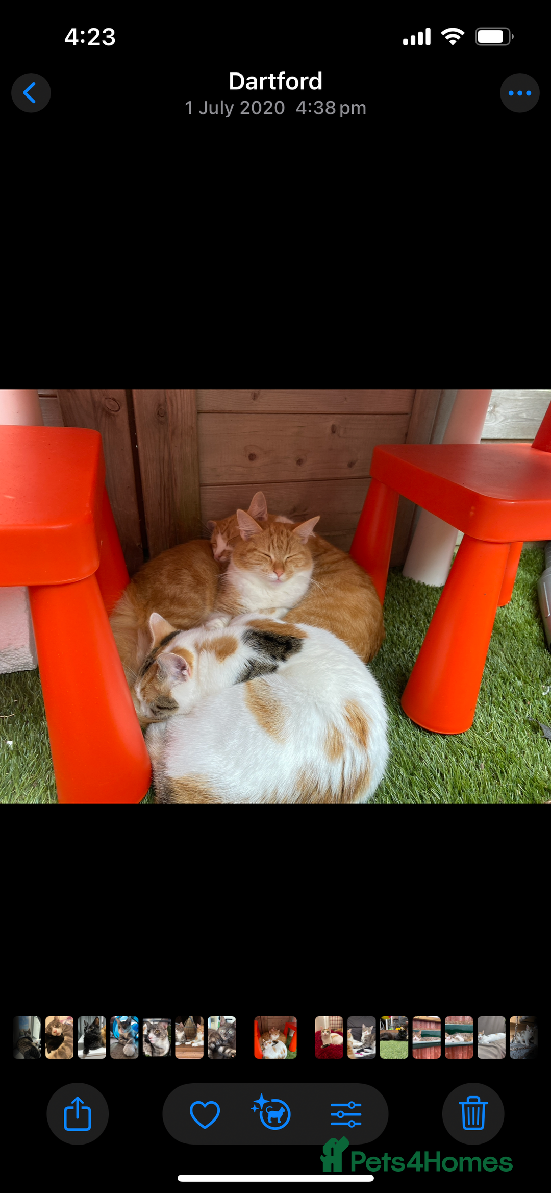 Mixed Breed cats for sale: Pumpkin - Advert 10