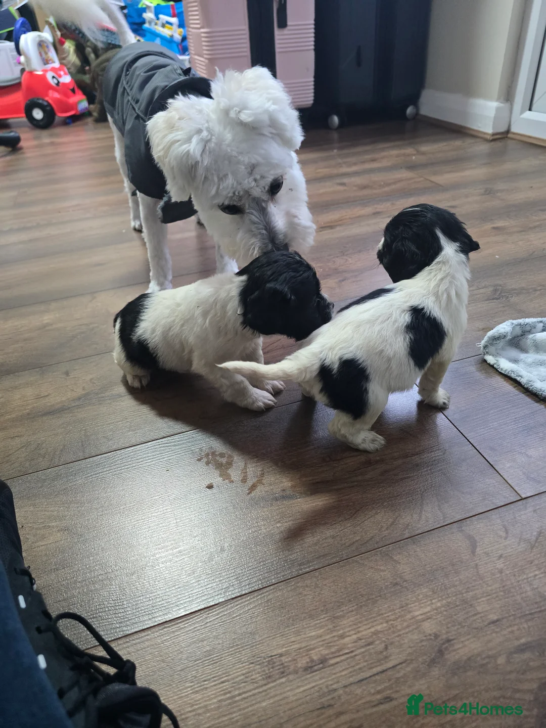 Mixed Breed dogs for sale: Malchi puppies  - Advert 8