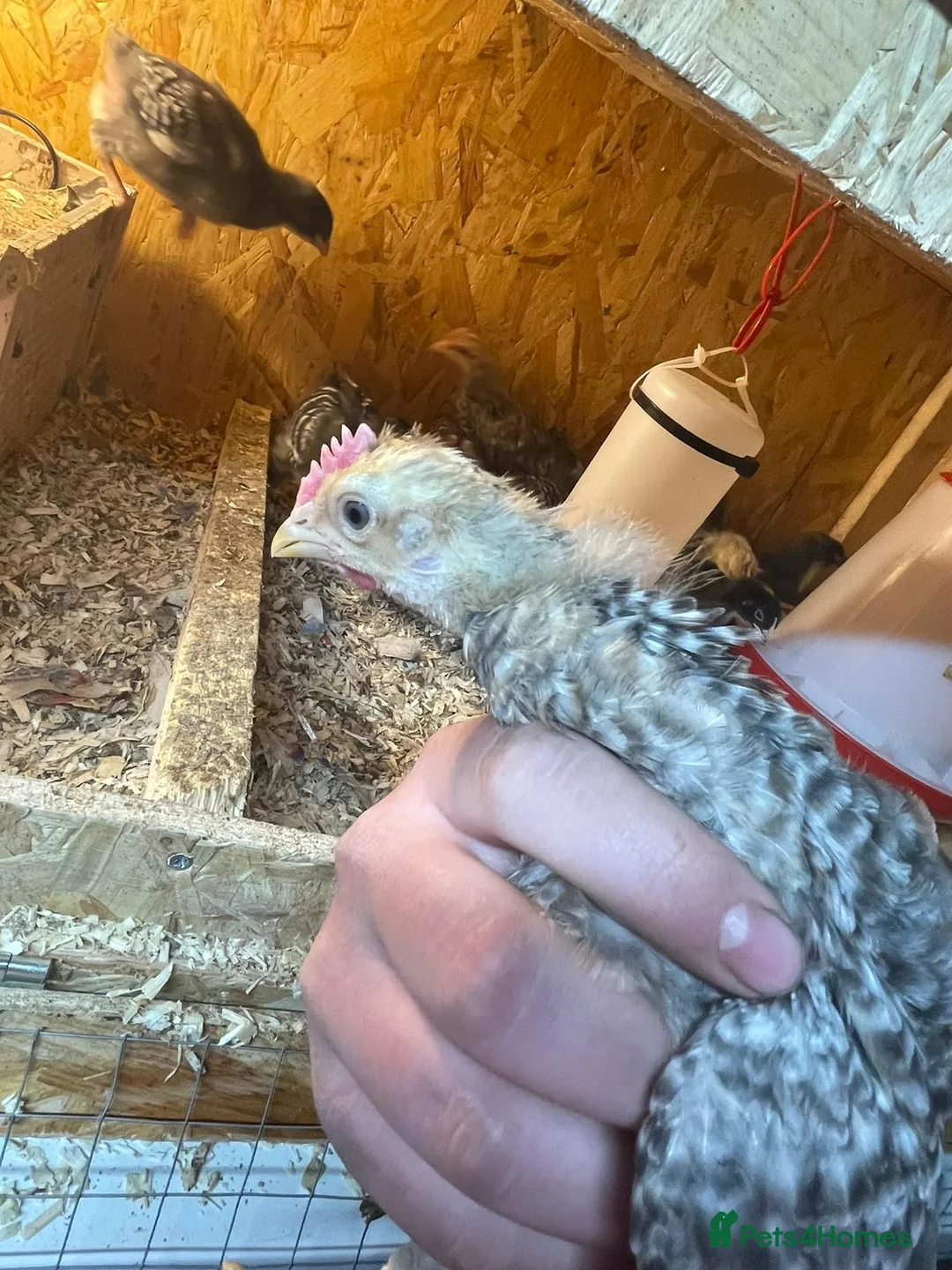 Chickens poultry for sale: Cream bar leghorn roos in Rotherham - Advert 1