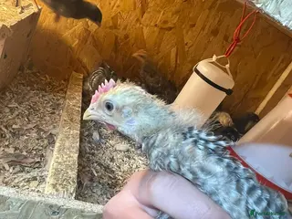 Chickens poultry Cream bar leghorn roos - Advert 1