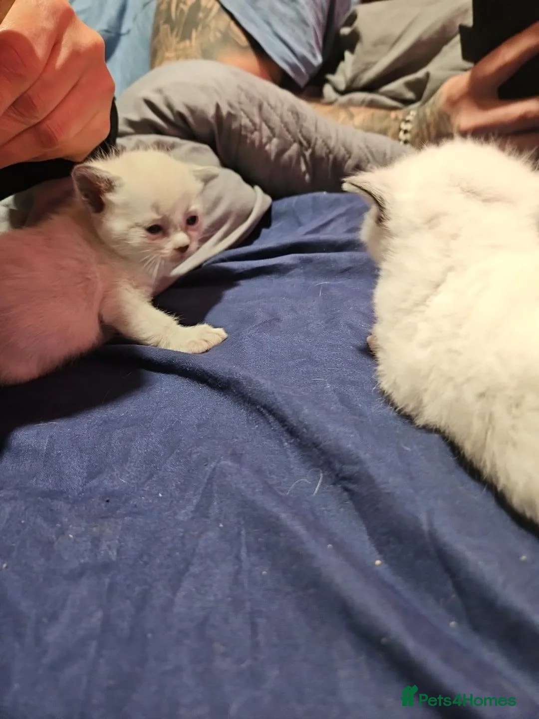Mixed Breed cats for sale: 🐾 6 Beautiful Kittens Looking for Loving Homes - Advert 24