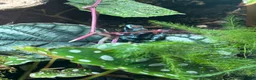 Frog reptiles for sale: Dart frogs and full bio-active set up  - Advert 2
