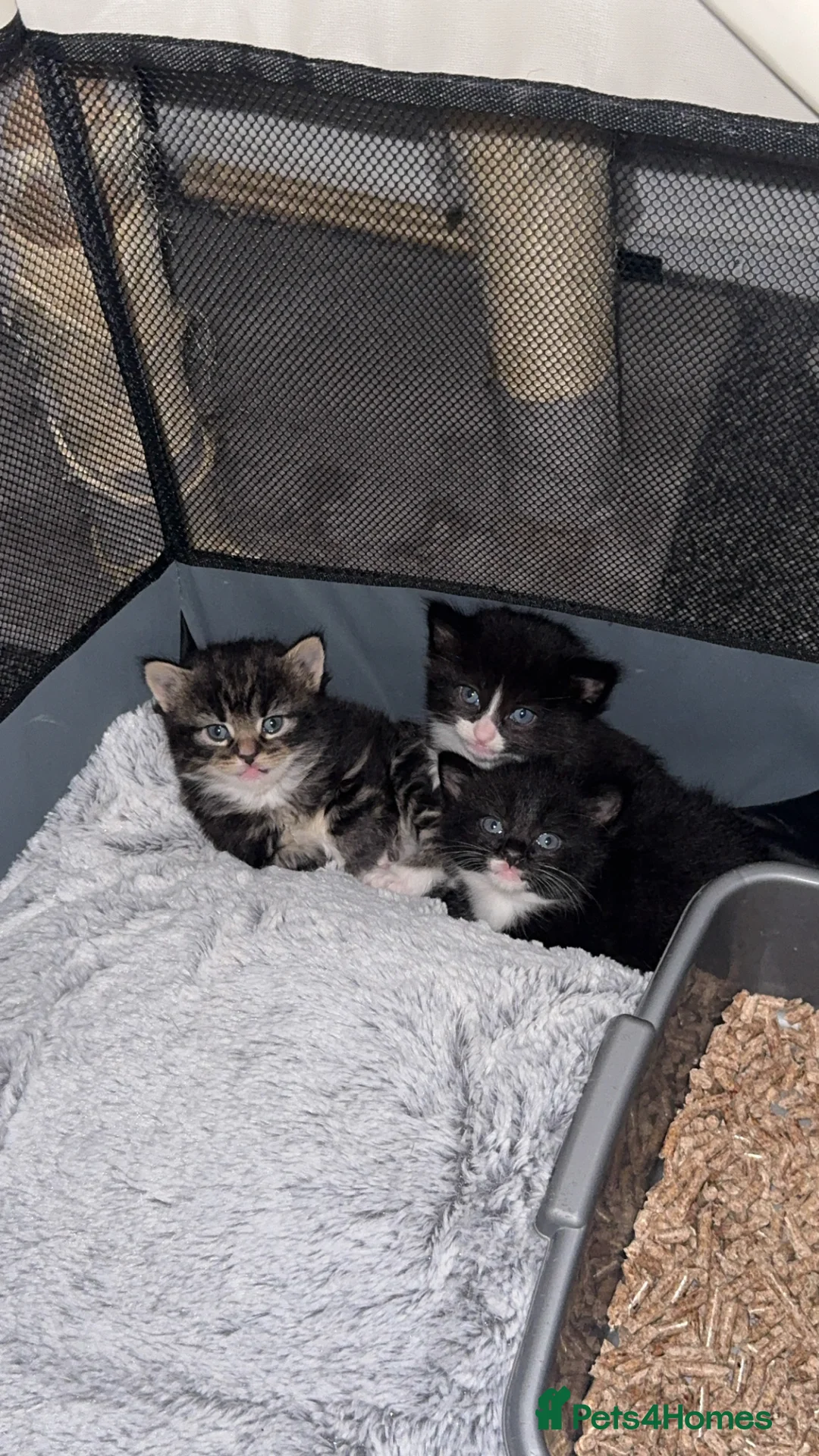 Mixed Breed cats for sale: 3 beautiful kittens  - Advert 4