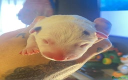 English Bull Terrier dogs for sale: English bull terrier puppies  - Advert 5