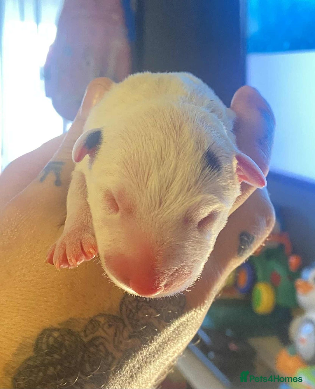 English Bull Terrier dogs for sale: English bull terrier puppies  - Advert 5