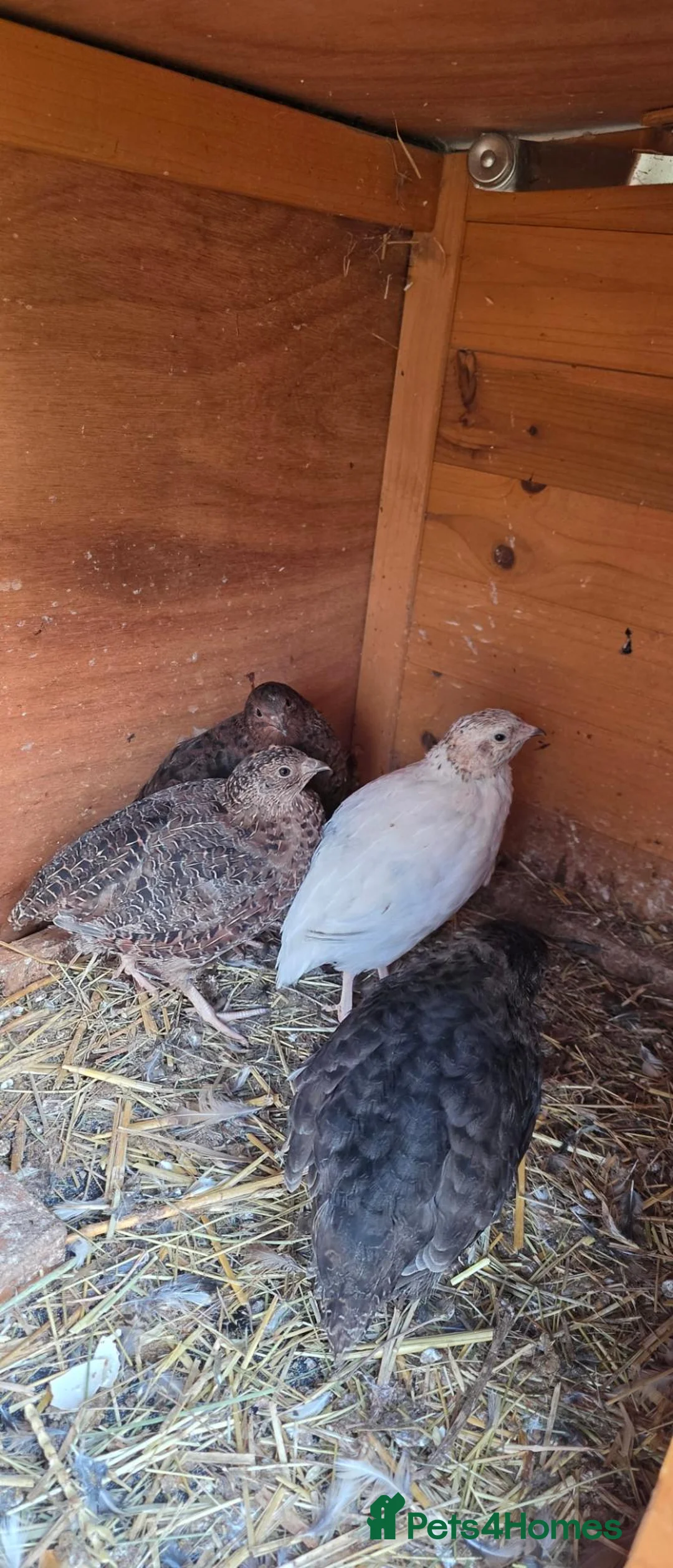 Quail poultry for sale: bob white and jumbo quails available  in Birmingham - Advert 2