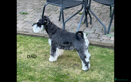 Miniature Schnauzer dogs for sale: BLACK AND SILVER PUPPIES EXCEPTIONAL PEDIGREE - Image 5