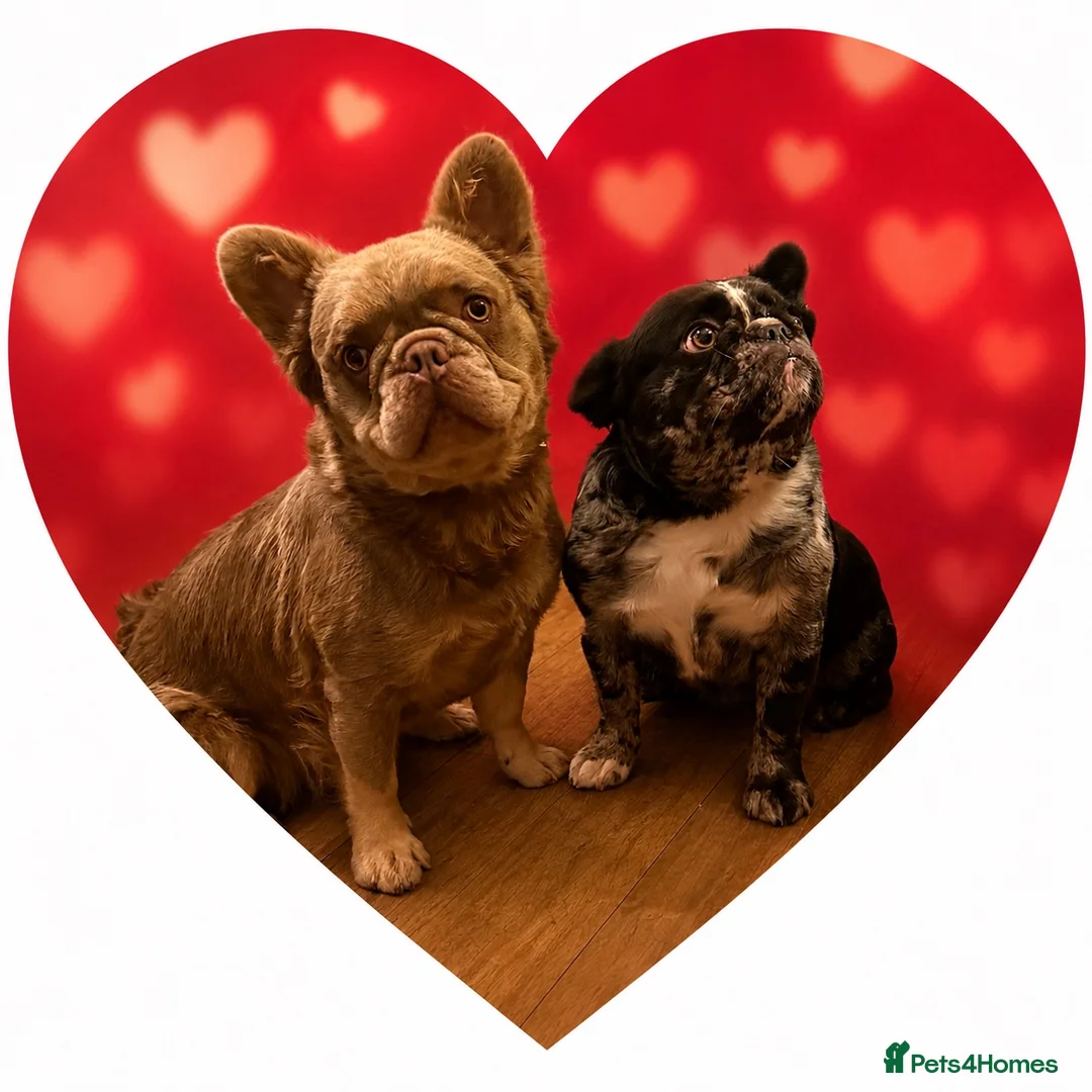 French Bulldog dogs for stud: New Shade Isabella & Tan Full Fluffy - Advert 2