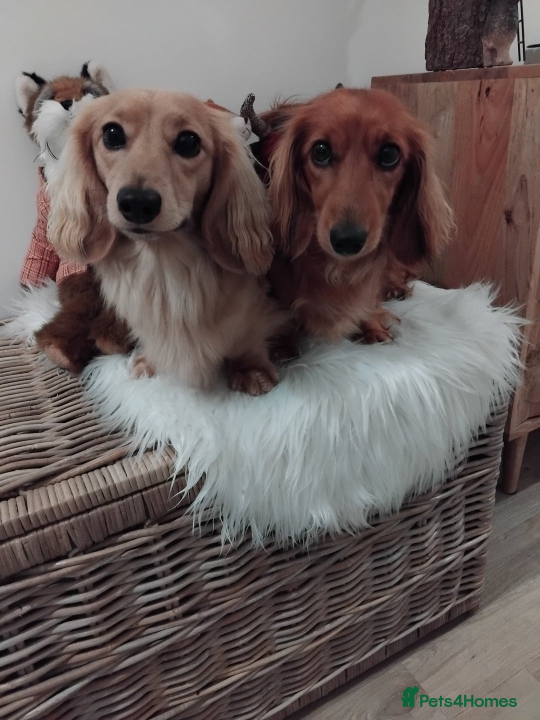 Miniature Dachshund dogs for sale: Miniture long haired dachshund puppies for sale  - Advert 8