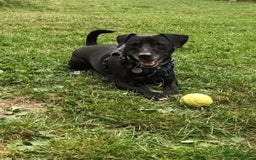 Mixed Breed dogs for adoption: Moose - Image 1
