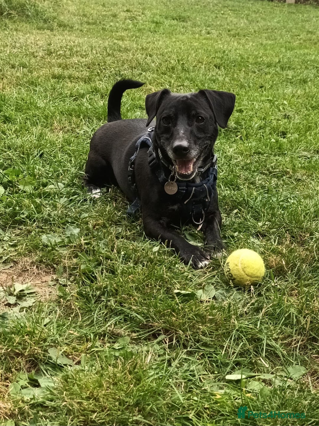 Mixed Breed dogs for adoption: Moose - Image 1
