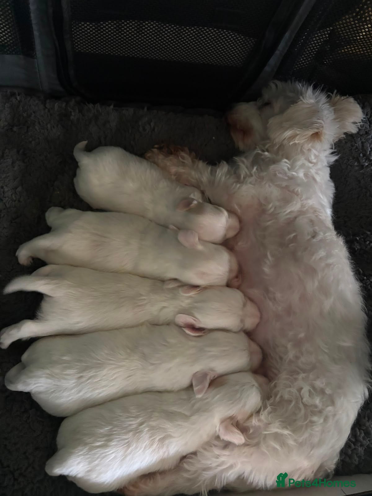 Bichon Frise dogs Bichon maltese mini - Advert 6