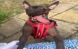 Mexican Hairless dogs for sale: Mexican Hairless, mini - Image 13