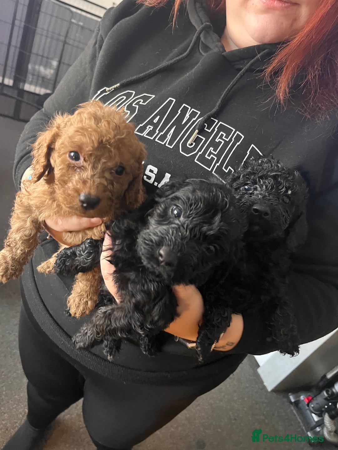 Cockapoo dogs for sale: F2 COCKAPOO PUPS FOR SALE - Advert 4