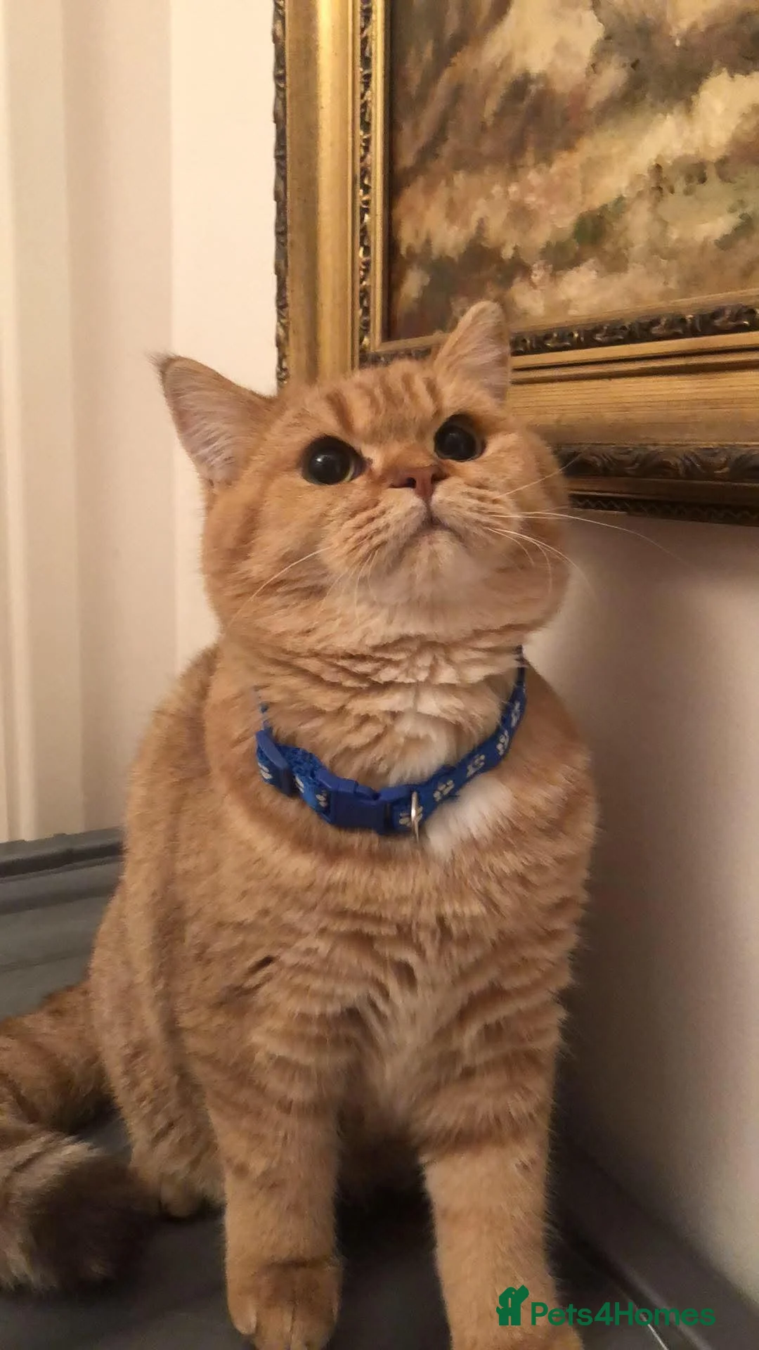 British Shorthair cats for sale: British shorthair kittens  - Advert 1
