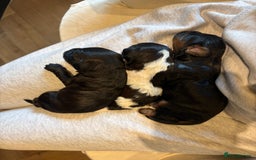 Cavapoo dogs for sale: Cavapoo (Cavalier Backcross) Puppies - Image 1