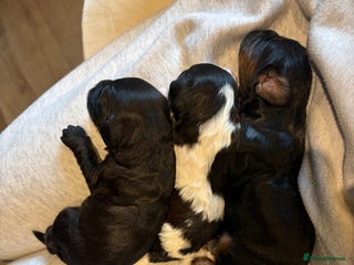 Cavapoo dogs for sale - Advert 1