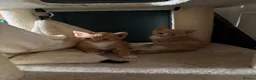 Domestic Shorthair cats for sale: Beautiful kittens raised in a family home - Advert 8