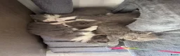 British Longhair cats for sale: Beautiful chunky British longhair ready now - Advert 12