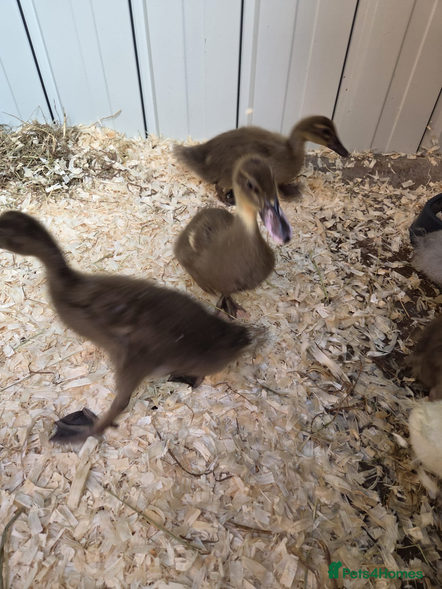 Ducks poultry for sale: Mixed Breed Ducklings - Advert 2