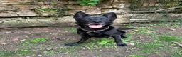German Shepherd dogs for sale: Raven  - Advert 2