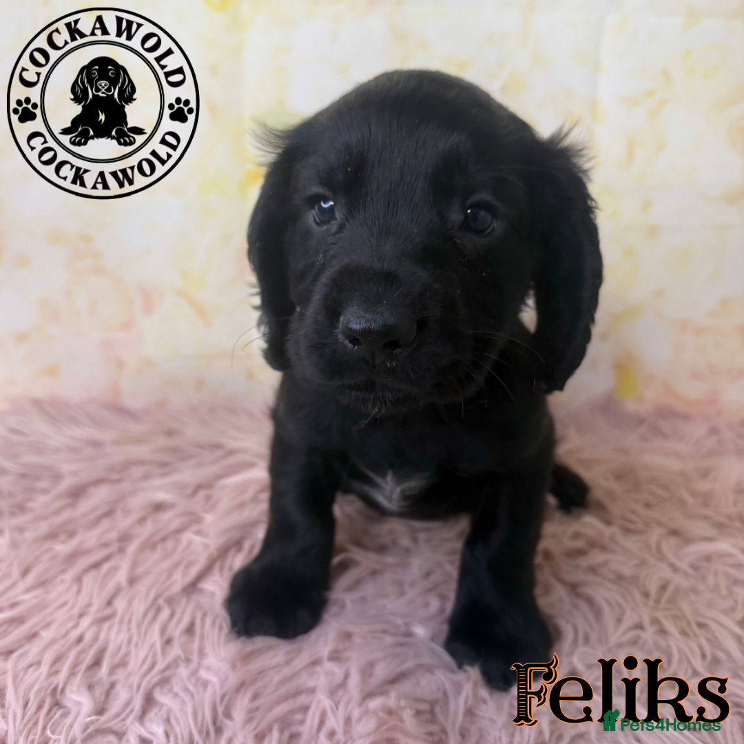 Cocker Spaniel dogs for sale: 🖤 Quality Cocker Spaniels 🖤 Ready Now 🖤 - Image 23