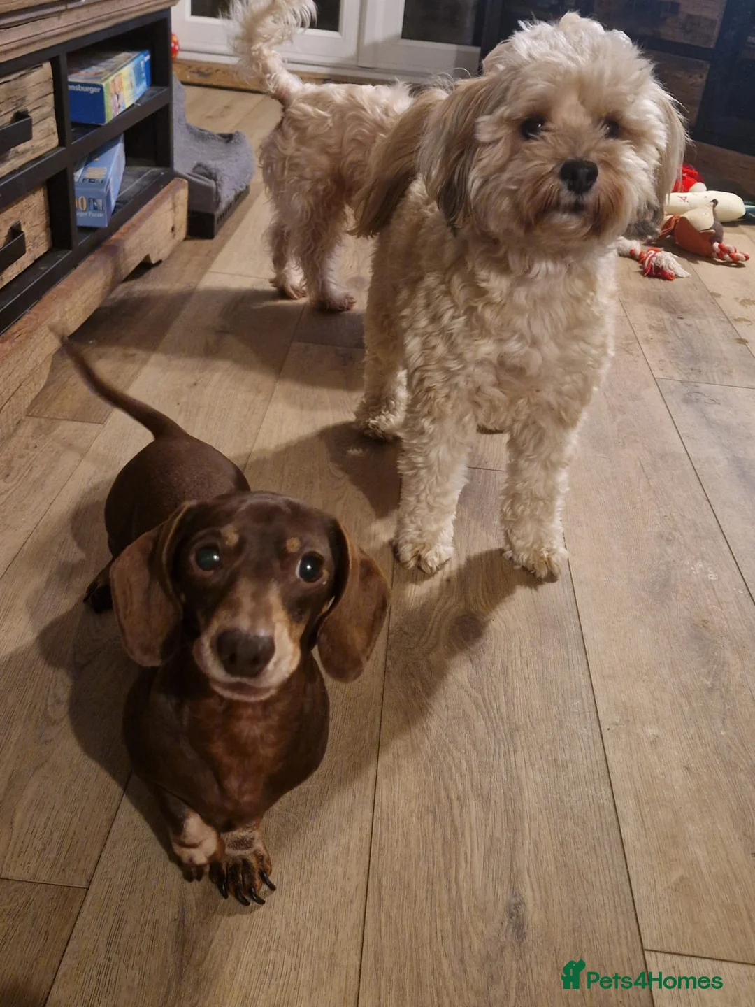 Mixed Breed dogs for adoption: BONDED:💙ALFIE 10yo Shih Tzu❤️MUFFIN 6yo Cockapoo - Advert 11