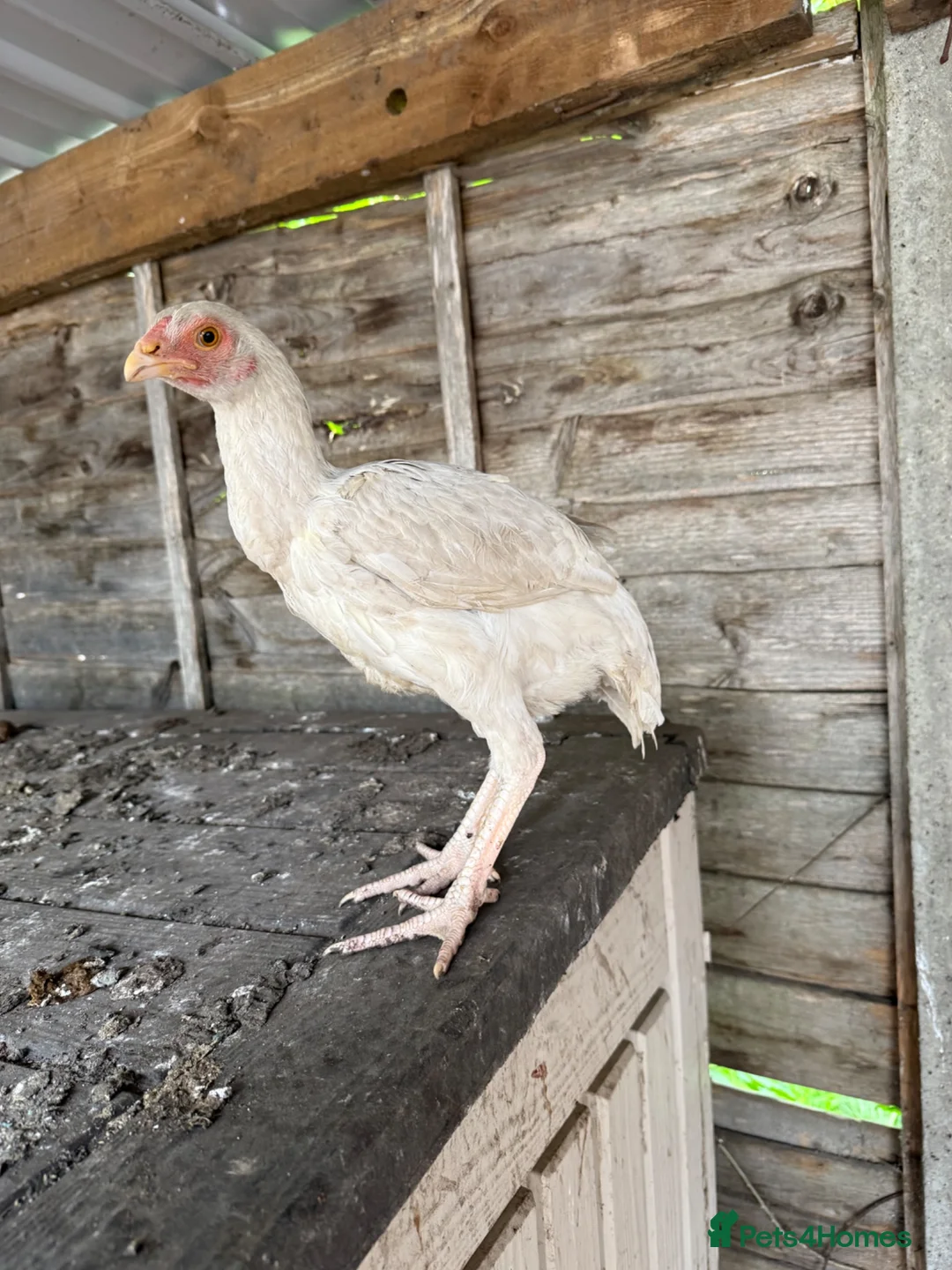 Chickens poultry for sale: Shamo Aseel hens  - Advert 5