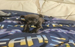 American Bull Staffy dogs for sale: ** STAFFORDSHIRE BULL TERRIER PUPPIES** - Image 10