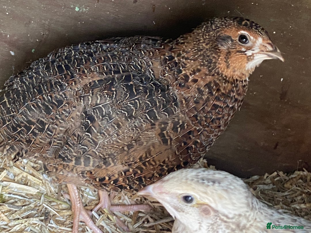 Quail poultry for sale: Female and male quails - Advert 1