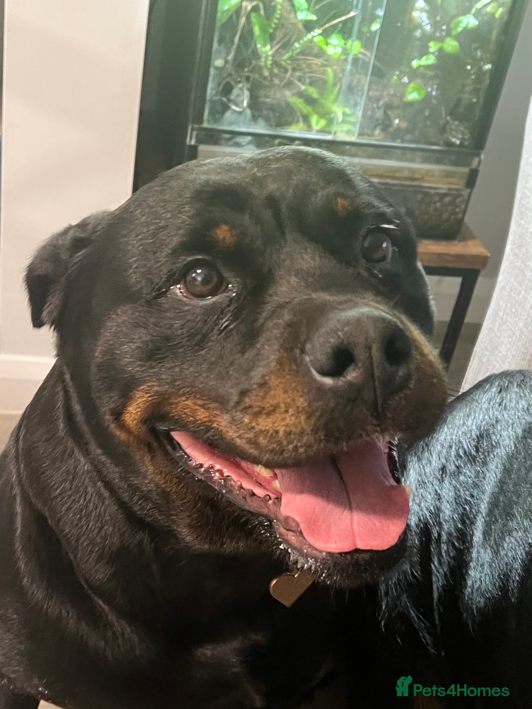 Rottweiler dogs for sale: Female Rottweiler  - Advert 5