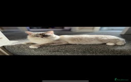 Ragdoll cats for sale:  pure breed ragdoll kittens READY NOW - Image 7