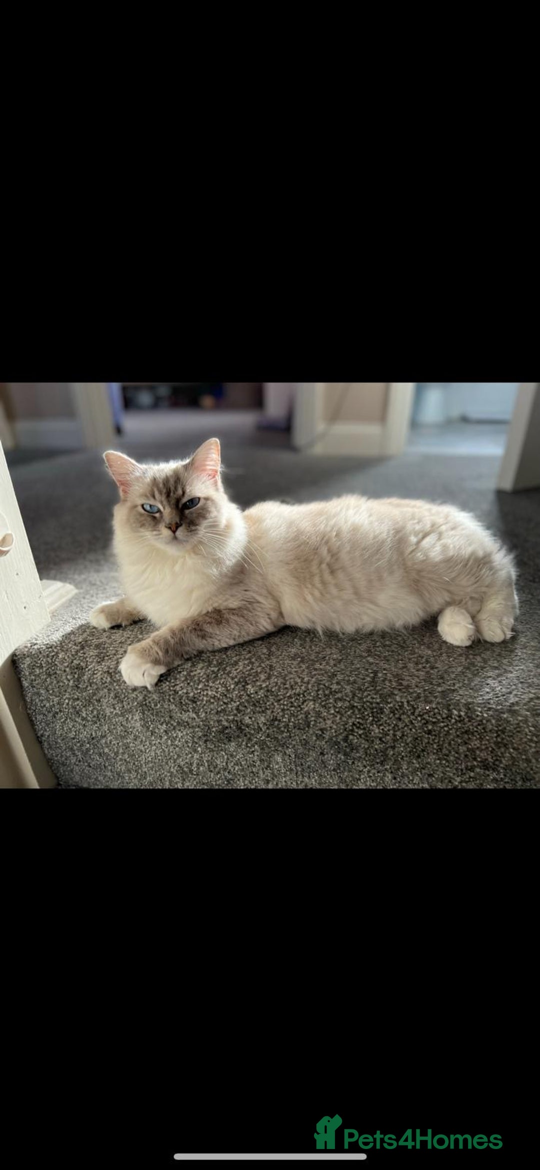 Ragdoll cats for sale:  pure breed ragdoll kittens READY NOW - Image 7