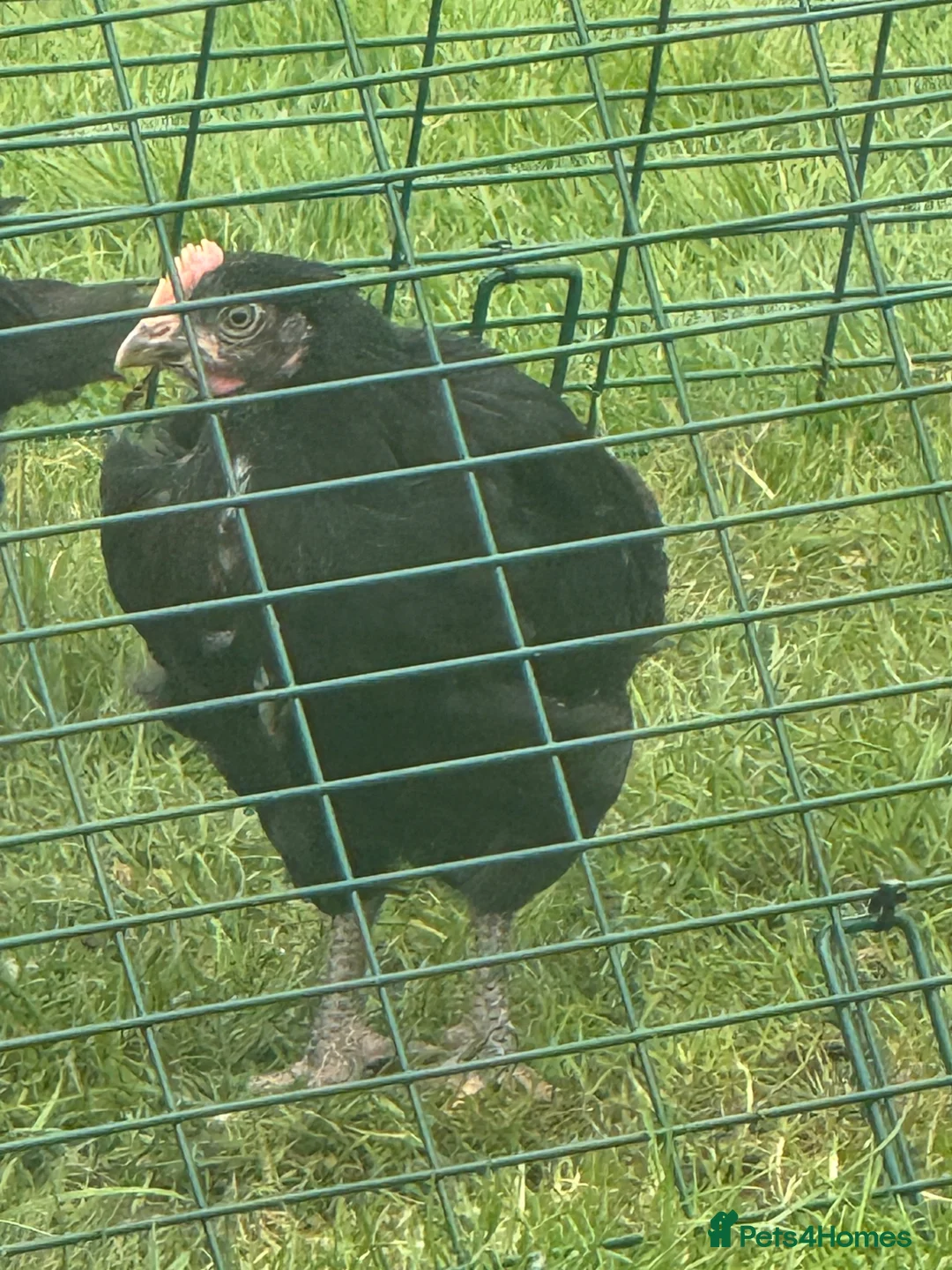 Chickens poultry for sale: Young cockeral exchequer leghorn cross olive egger in Chester - Advert 2